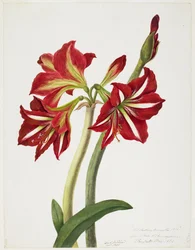 E.F. Sämling Amaryllis, Mai 1824